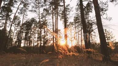 美丽的日出阳光在阳光明媚的春天针叶林。 阳光透过森林在森林景观。